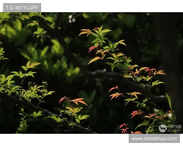 尾上若叶在光影交错的命运长河中探寻家族秘事的动人传奇 尾上若叶在光影交错的命运长河中探寻家族秘事的动人传奇