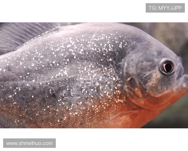 深海巨兽：潜伏在幽暗水域的巨型食人鱼，它们真的存在吗？